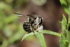 Pseudoanthidium repetitum