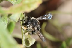 Pseudoanthidium repetitum