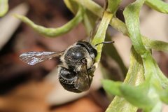 Pseudoanthidium repetitum