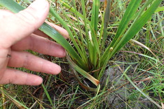 Xyris ambigua
