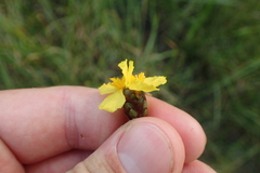Xyris ambigua