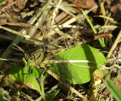 Arigomphus submedianus