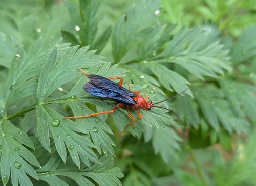 iNaturalist observation photo of Trogus