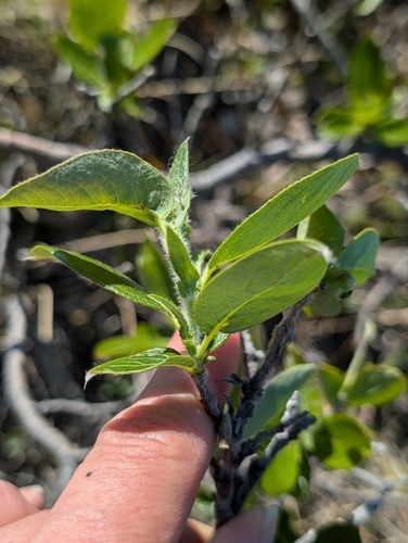 Image of Salix richardsonii by (c) Katherine Baird, some rights reserved (CC BY)