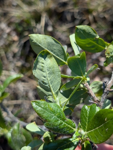Image of Salix richardsonii by (c) Katherine Baird, some rights reserved (CC BY)