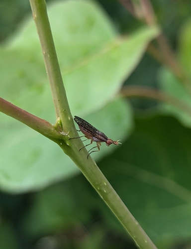 iNaturalist observation photo of Tetanocerini