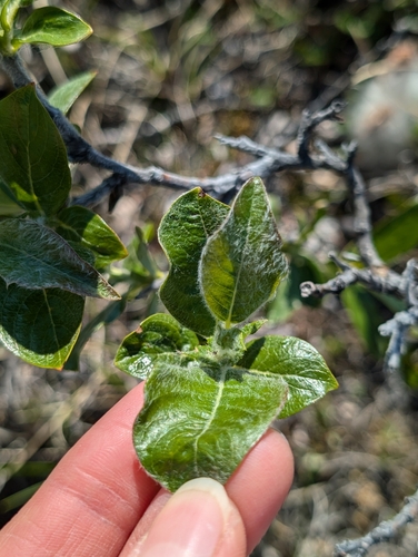 Image of Salix richardsonii by (c) Katherine Baird, some rights reserved (CC BY)