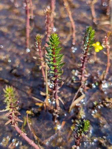 Image of Hippuris lanceolata by (c) Katherine Baird, some rights reserved (CC BY)