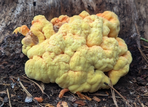 iNaturalist observation photo of Conifer Chicken of the Woods