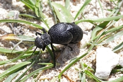 Meloe tuccius