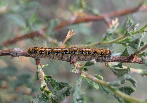 iNaturalist observation photo of Western Tent Caterpillar Moth