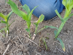Zea mays mays