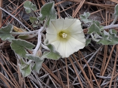Calystegia occidentalis