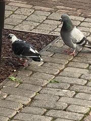 Columba livia domestica