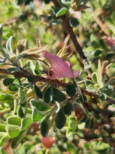 Image of Wilcox Bush (Eremophila forrestii) by (c) Belinda Forbes, some rights reserved (CC BY)