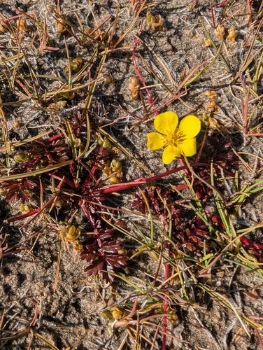 Yukon Silverweed (Argentina subarctica)