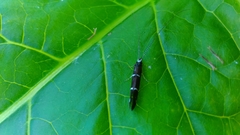 Athripsodes albifrons