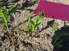 Zea mays mays