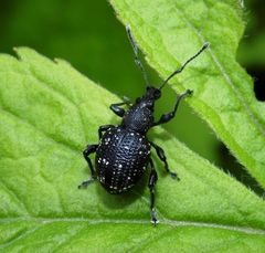 Otiorhynchus gemmatus