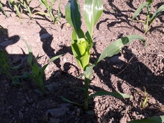 Zea mays mays