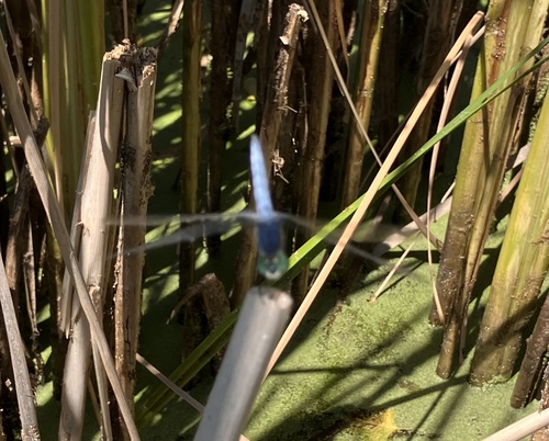iNaturalist observation photo of Blue Dasher
