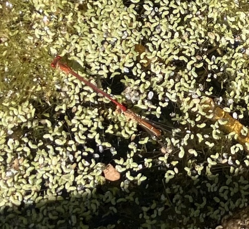 iNaturalist observation photo of Desert Firetail
