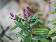 Veronica bishopiana