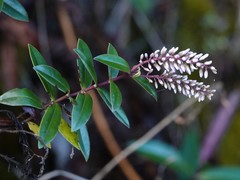Veronica bishopiana