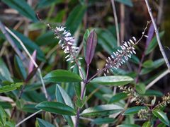 Veronica bishopiana