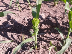 Zea mays mays