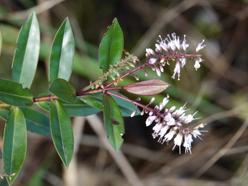Image of Veronica bishopiana by (c) Jacqui Geux, some rights reserved (CC BY)