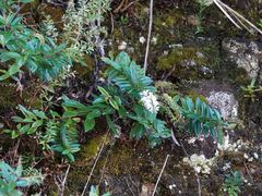 Veronica bishopiana