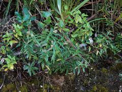 Veronica bishopiana