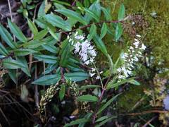 Veronica bishopiana