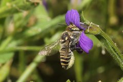 Megachile macularis