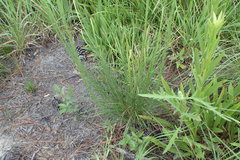Liatris acidota