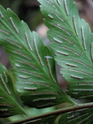 Asplenium polyodon observed 2019-06-02