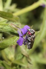 Megachile macularis