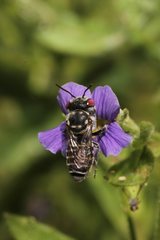 Megachile macularis