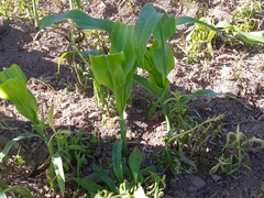 Zea mays mays