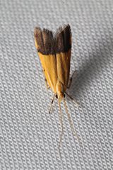 Crocanthes micradelpha