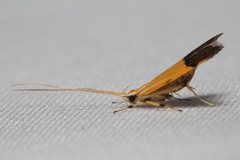 Crocanthes micradelpha