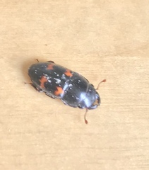 Glischrochilus japonius