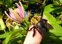 Xylocopa lieftincki