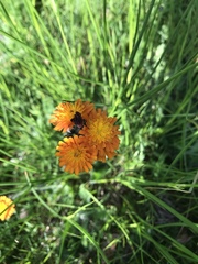 Pilosella aurantiaca
