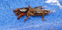Gryllotalpa pluvialis