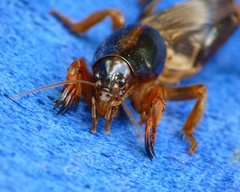 Gryllotalpa pluvialis