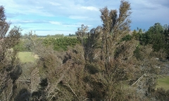 Coprosma propinqua propinqua