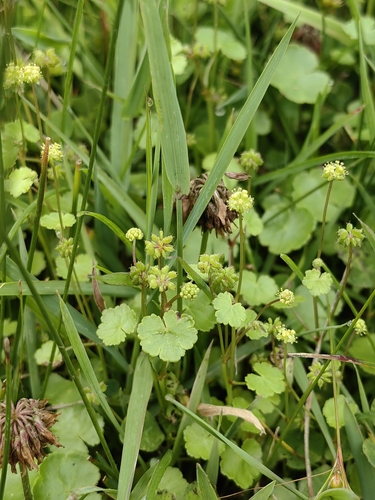 Hydrocotyle ramiflora iNat (2)