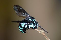 Thyreus nitidulus